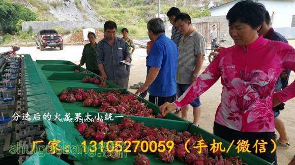 火龍果選果機哪家強 山東龍口